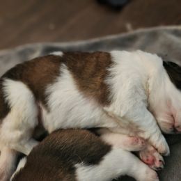 Saint Bernard Puppies from Amber's Saint Bernards