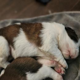 Saint Bernard Puppies from Amber's Saint Bernards