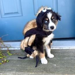 Boy 3 - Black tri male Toy Australian Shepherd puppy in Puryear, Tennessee from A&W Toy Aussies