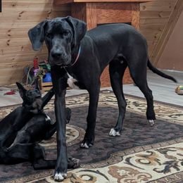Carter - Great Dane puppy from Follow My Lead Great Danes