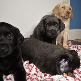 Dilute Retriever Puppies from Wicked Pines Retrievers