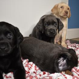 Dilute Retriever Puppies from Wicked Pines Retrievers