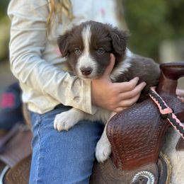 Buck - Red male Border Collie puppy in North Lakeport, California from Wild Rose Ranch