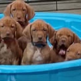 Vizslas from Maizel's Vizsla Puppies