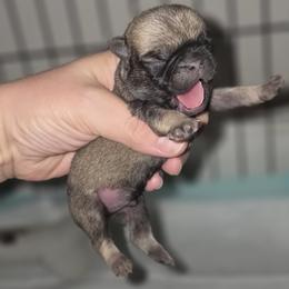 Teddy - Fawn male Pug puppy in Cincinnati, Ohio from Pugs513