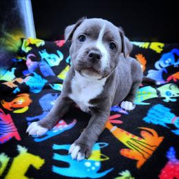 Laverne - Blue and white female Staffordshire Bull Terrier puppy in Dallas, Texas from Wild Blue Staffords