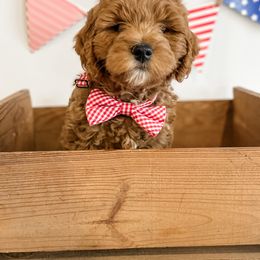 Uncle Sam - Red  male Goldendoodle puppy in Eagle Mountain, Utah from Golden Heaven Puppies