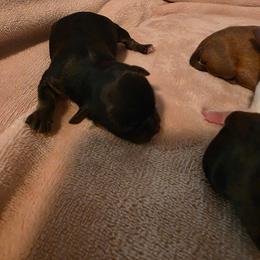 Black tri 1 - Black female Chihuahua puppy in Clarksville, Indiana from Fabulous little paws