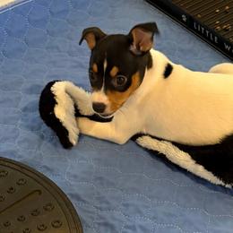 Elmira - Black white and tan female Rat Terrier puppy in Savoy, Texas from Rockin EZ Rat Terriers
