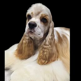 Cocker Spaniels from Tailwind Cocker Spaniels
