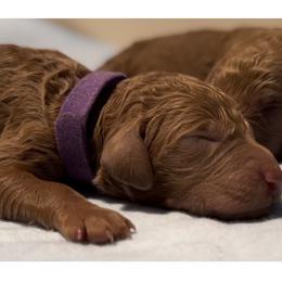 Rita - Red  female Poodle puppy in Cape Coral, Florida from Ruby the poodle