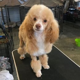 Poodles and Tibetan Spaniels from Sunshines Mini Puppies