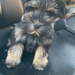 Miniature Schnauzers from Vintage Schnazuers