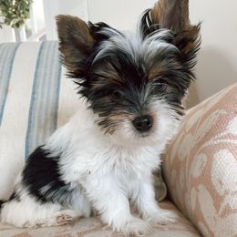 Tony - Black tan and white Biewer Terrier puppy in Branford, Connecticut from CT Fuzzy Bugs - Biewer Terriers