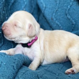 Australian Labradoodle Puppies from Salona- Australian Labradoodles of North America