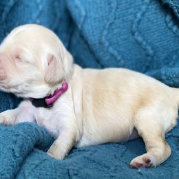 Australian Labradoodle Puppies from Salona- Australian Labradoodles of North America