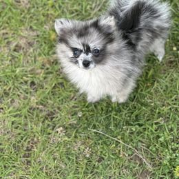 Chihuahua and Pomeranian Puppies from Cheyenne’s Pups