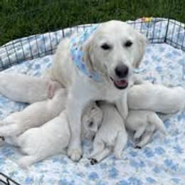 Golden Retriever puppies from Feather Fletched English Goldens