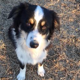 Miniature Australian Shepherds from Fuller Aussies
