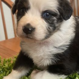 Miniature Australian Shepherd Puppies from Little Sooner Aussies