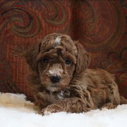 Rusty - Apricot male Poodle puppy in Somerset, Ohio from Odyssey Pups