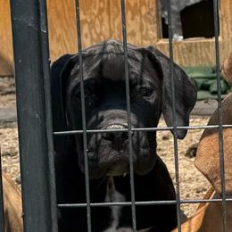 Valor (Grey) - Black male Boerboel puppy in Delta, Colorado from SATA Kennels