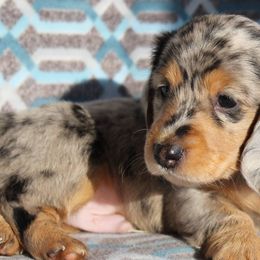 Dachshunds from Little Paws Doxies, LLC
