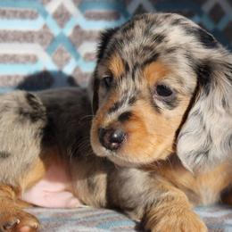 Dachshunds from Little Paws Doxies, LLC
