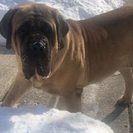 Mastiff All Grown Up from M K Mastiffs