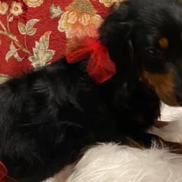 Dachshunds from Hilltop Doxies
