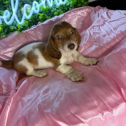 Chucky - Piebald male Dachshund puppy in Lake City, Florida from My Ditzy Doxies of Florida
