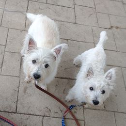 West Highland White Terriers from Arlita's Westies