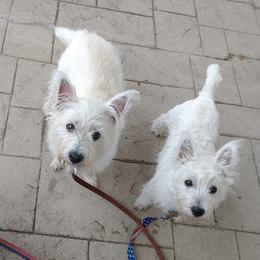 West Highland White Terriers from Arlita's Westies
