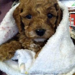 Cockapoo Puppies from Ouachita River Cockapoos