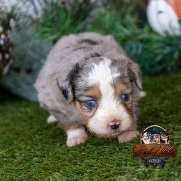 Sapphire - Blue merle female Toy Australian Shepherd puppy in Granbury, Texas from Best Little Aussies