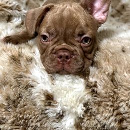 French Bulldog Puppies from The French Bulldog Company LLC