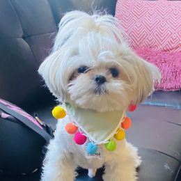 Chubas - Shih Tzu