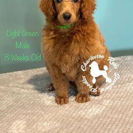 Poodle Puppies from Charleston Reds Standard Poodles