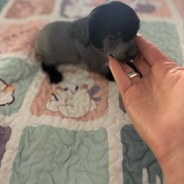Wasabi - Black and white male Chinese Crested puppy in Dublin, California from Show Style Chinese Cresteds