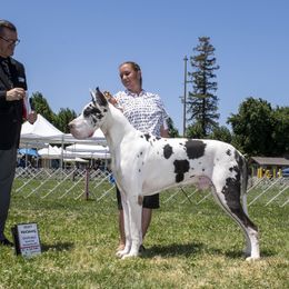 Boo - Great Dane