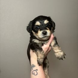 Snickers - Black & tan tri-color male Maltipoo puppy in Sacramento, California from Honeys Maltipoo’s
