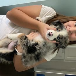 Aussiedoodle and Australian Shepherd Puppies from Annie's Aussies