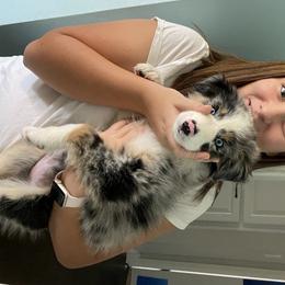 Aussiedoodle and Australian Shepherd Puppies from Annie's Aussies