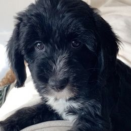 Aussiedoodles from Puppy.Love.Doodle
