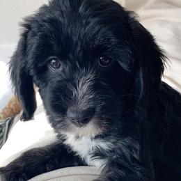 Aussiedoodles from Puppy.Love.Doodle