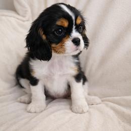 Buster - Tri-color male Cavalier King Charles Spaniel puppy in Salisbury, North Carolina from Nanny Bugs Pups