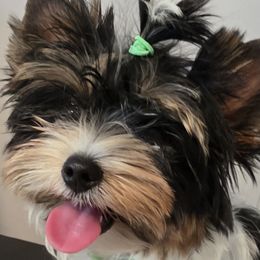 Pinto - Black tan and white male Biewer Terrier puppy in Richwood, Ohio from Sweet Shoppe of Biewers and Biros