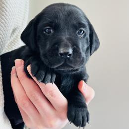 Golden Retriever and Labrador Retriever Puppies from Golden Bundles