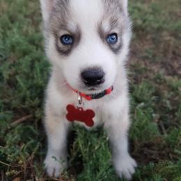 German Shepherd and Siberian Husky Puppies from Sininger Lagoon