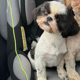 Dixie - Shih Tzu
